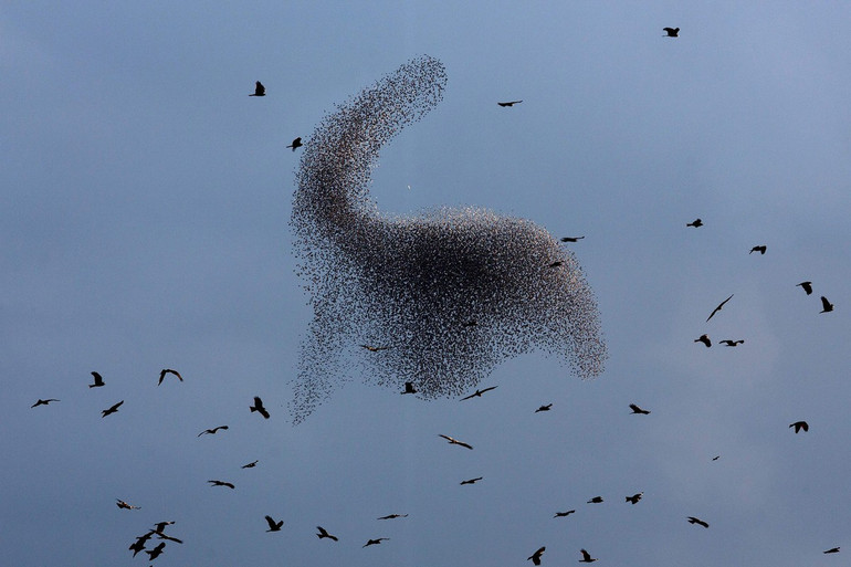 Những con diều hâu đen bay quanh đàn chim sáo đá gần Rahat, Israel, vào ngày 10-2-2016. Ảnh: Menahem Kahana / Getty. Màn trình diễn vĩ đại của tự nhiên -0