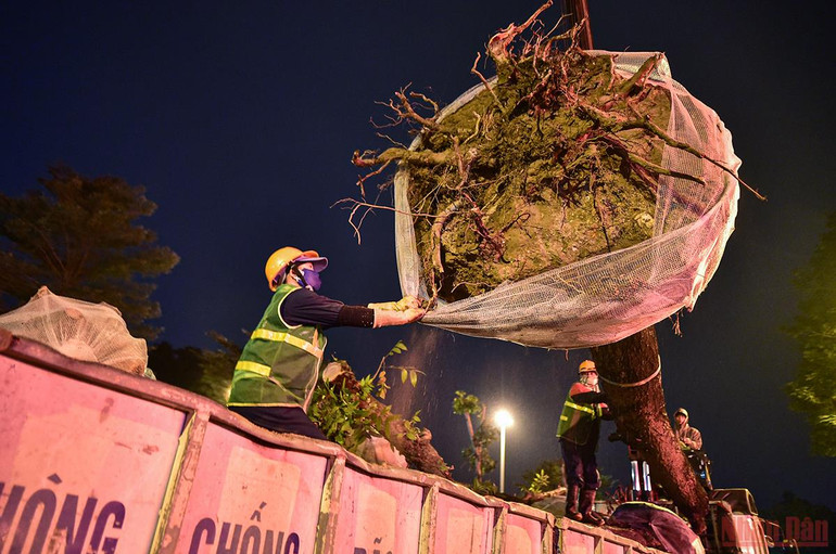 Hà Nội: Công nhân xuyên đêm đánh chuyển cây xanh để mở rộng đường Hoàng Quốc Việt -0