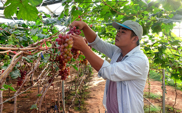 Phát triển nông nghiệp công nghệ cao theo hướng bền vững -0
