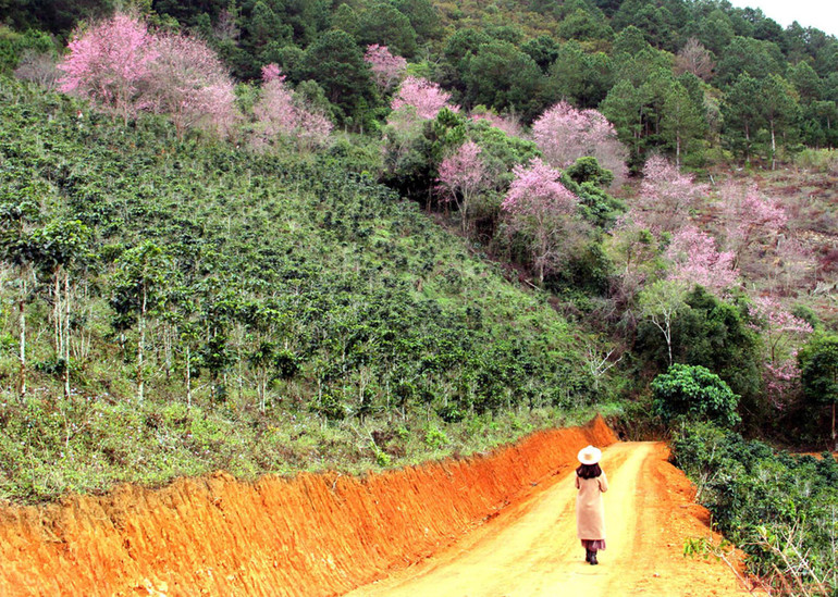 Sắc hồng giữa cao nguyên Lang Biang -1