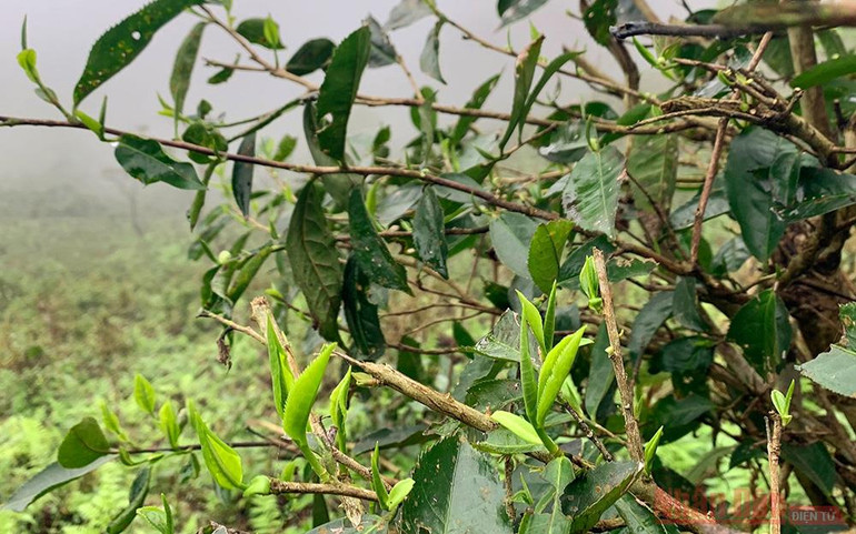 Cây chè nảy búp quanh năm, càng hái lại càng nảy lộc, không sợ mất mùa, dù có gặp thiên tai cũng không bị ảnh hưởng nặng nề. Đặng Ngọc Phố - Người đánh thức những búp chè Shan Tuyết “ngủ quên” -0