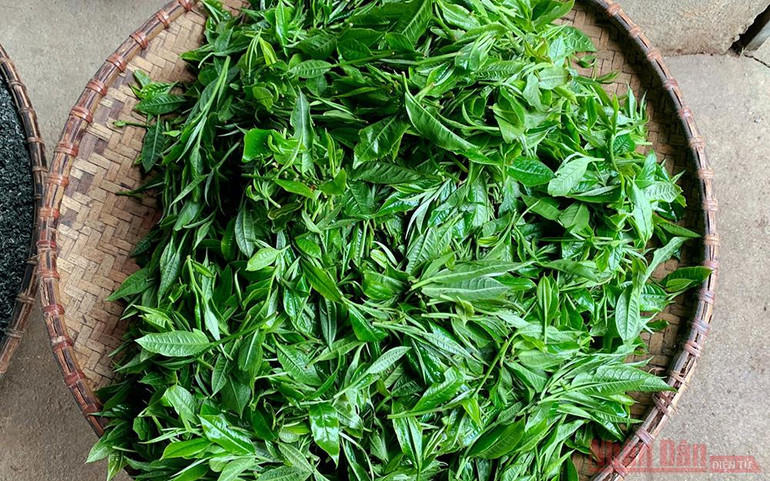 Búp chè Shan Tuyết do người dân hái về. Đặng Ngọc Phố - Người đánh thức những búp chè Shan Tuyết “ngủ quên” -0