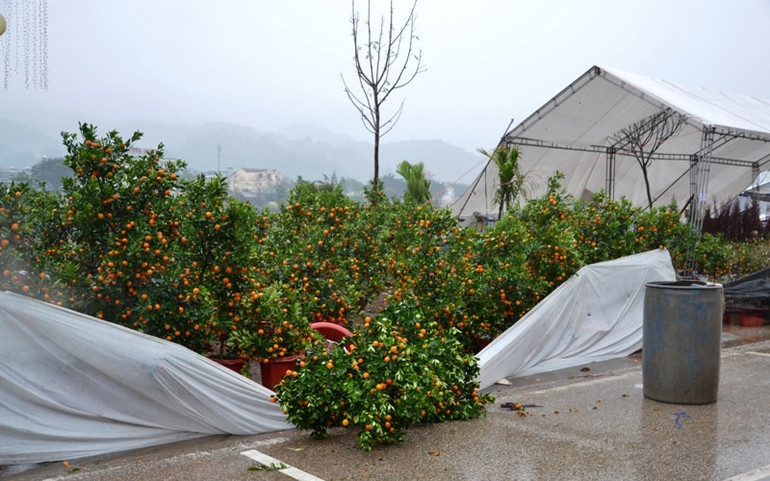 Đào, quất Tết hư hỏng nặng vì mưa to, gió lớn ở Lào Cai -0