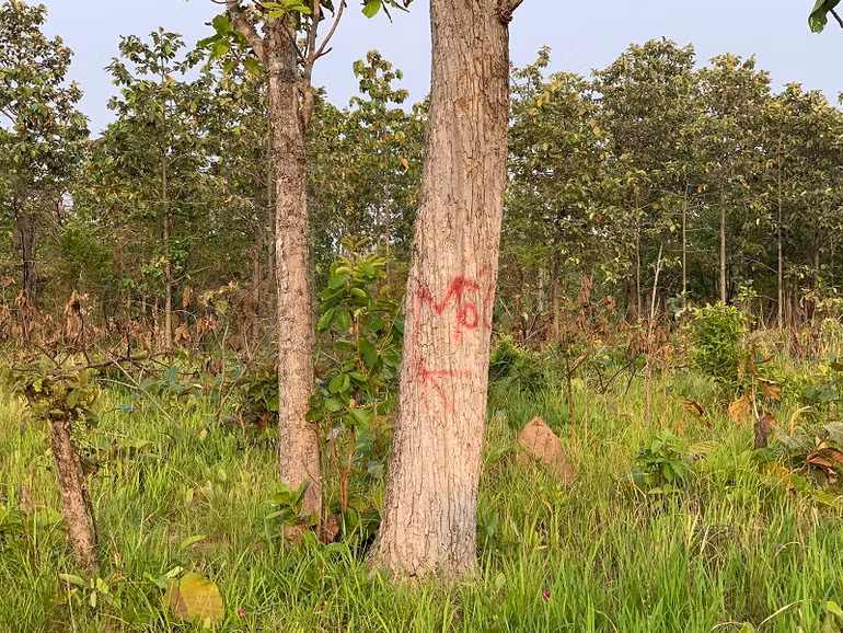 Thêm hàng trăm ha rừng tự nhiên ở Đắk Lắk bị tàn phá -0