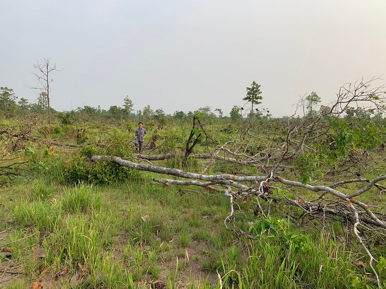 Thêm hàng trăm ha rừng tự nhiên ở Đắk Lắk bị tàn phá -0
