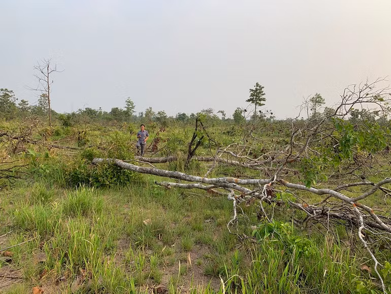 Thêm hàng trăm ha rừng tự nhiên ở Đắk Lắk bị tàn phá -0
