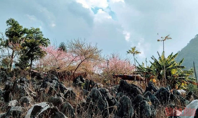 Đông về làm đá xám lạnh hơn nhưng những cây đào cổ thụ lại dồn nhựa về bông bung nở khoe sắc thắm như để xua tan buốt giá nơi sương mù. Về miền cao nguyên đá Tủa Chùa -0