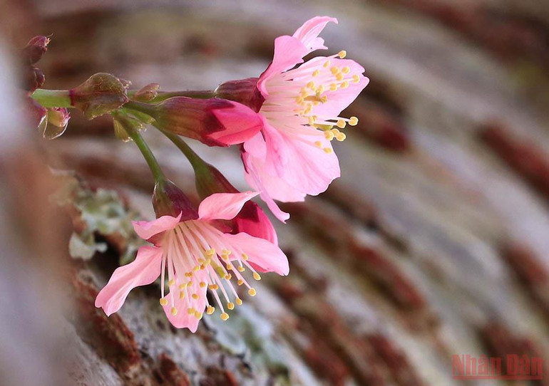 Đà Lạt nồng nàn sắc xuân -0