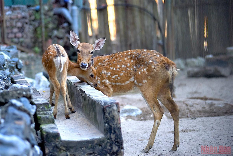 Bé vui khám phá thiên nhiên tại công viên Thủ Lệ sau giãn cách -0