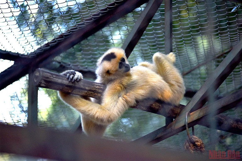 Bé vui khám phá thiên nhiên tại công viên Thủ Lệ sau giãn cách -0