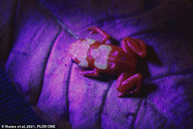 Phát hiện loài cóc bí ngô cực độc phát sáng trong bóng tối -0