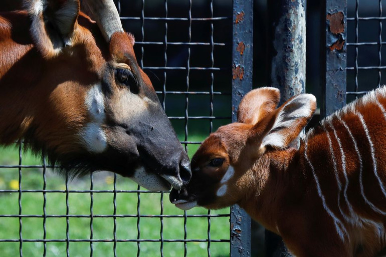 Linh dương núi cực kỳ nguy cấp được sinh ra tại vườn thú Ba Lan -2