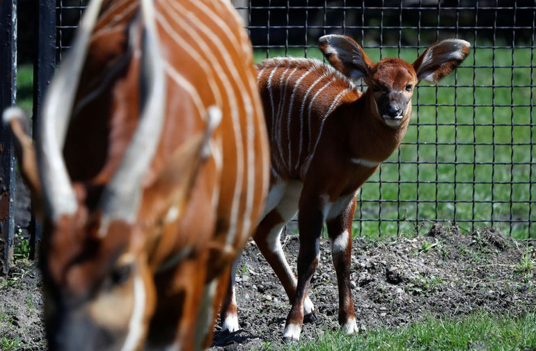 Linh dương núi cực kỳ nguy cấp được sinh ra tại vườn thú Ba Lan -3