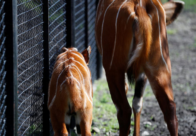 Linh dương núi cực kỳ nguy cấp được sinh ra tại vườn thú Ba Lan -0