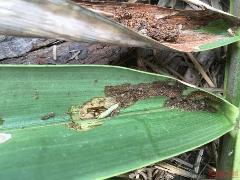 Bến Tre tập trung phòng trừ sâu đầu đen gây hại dừa -0