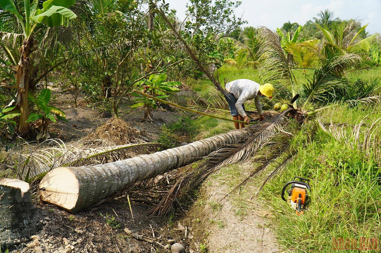 Người dân phải đốn bỏ vườn dừa bị sâu đầu đen tấn công. Bến Tre tập trung phòng trừ sâu đầu đen gây hại dừa -0