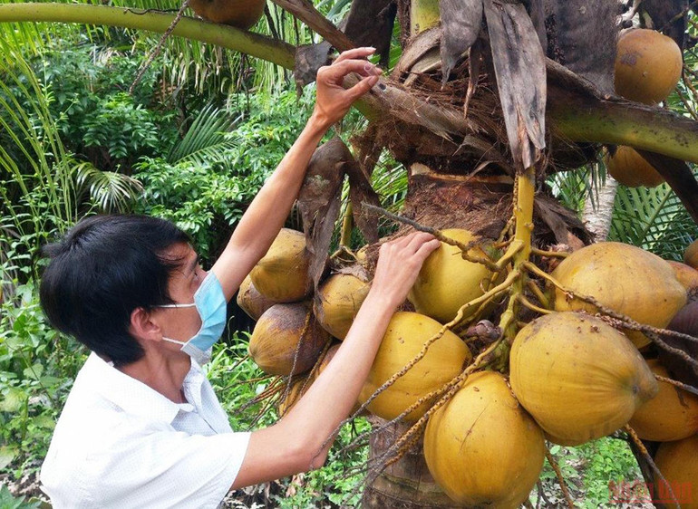 Nông dân thả ong ký sinh diệt sâu đầu đen gây hại vườn dừa. Bến Tre tập trung phòng trừ sâu đầu đen gây hại dừa -0