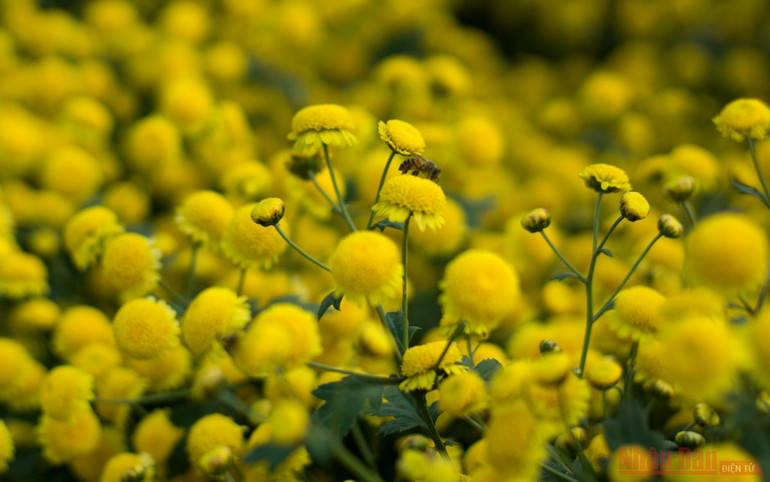 Vàng óng mùa cúc chi -0