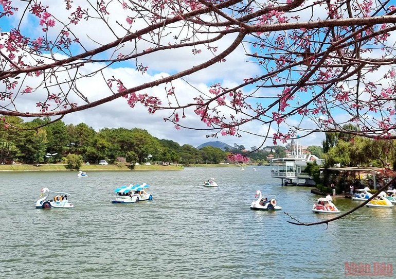 Đà Lạt nồng nàn sắc xuân -0