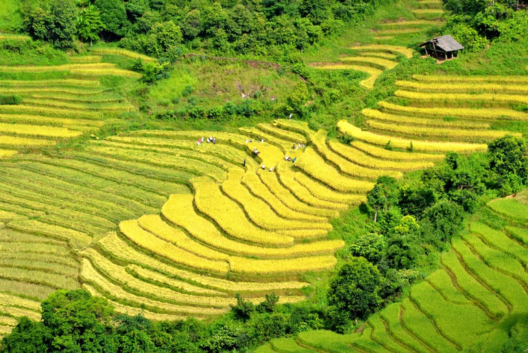 Mùa vàng trên rẻo cao -0