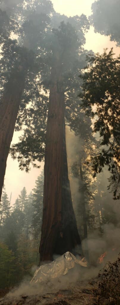 Cây lớn nhất thế giới an toàn trong biển lửa -0