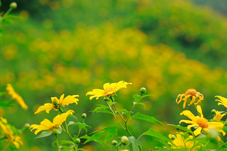 Dã quỳ “nhuộm” vàng khắp núi rừng Tây Bắc -0