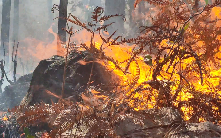 Dập tắt đám cháy rừng ở thị xã Nghi Sơn -0