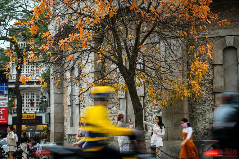 Hà Nội đẹp nao lòng mùa lá rụng tháng 3 -0