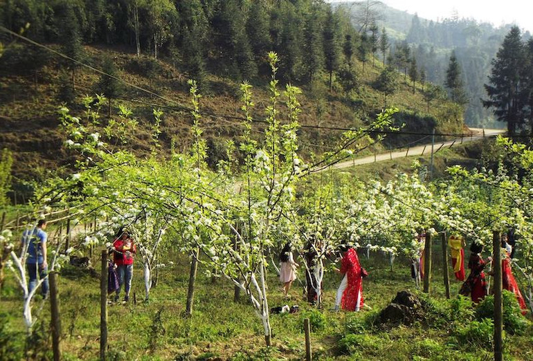 Lên Bắc Hà ngắm hoa lê trắng dịp 8-3 -0