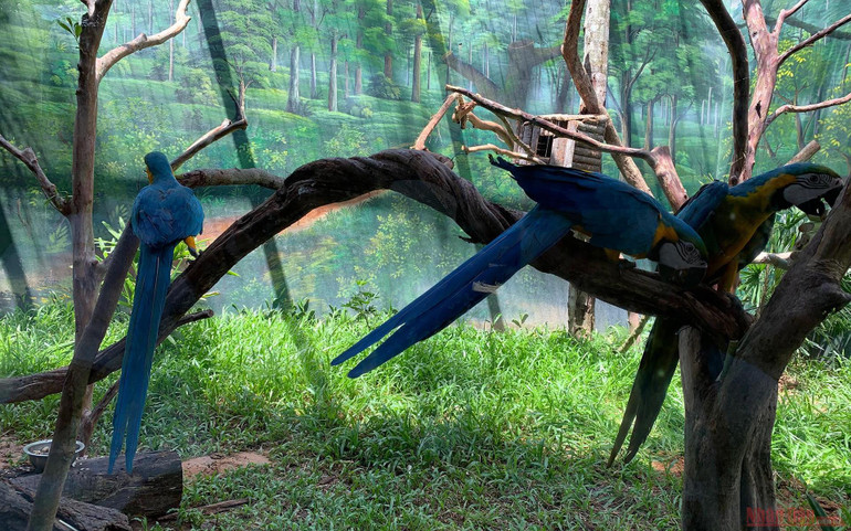 Trải nghiệm công viên động vật hoang dã Safari Phú Quốc -1