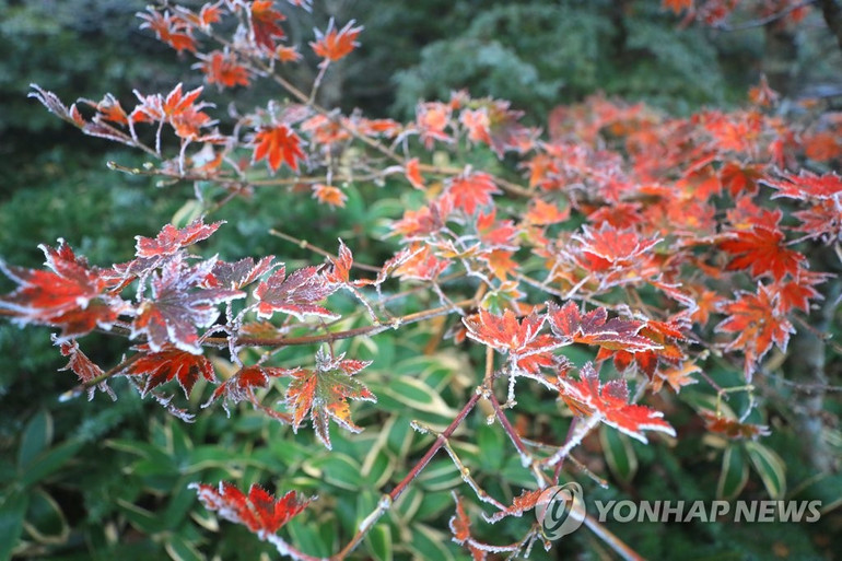 Băng giá xuất hiện giữa mùa thu ở Hàn Quốc -0