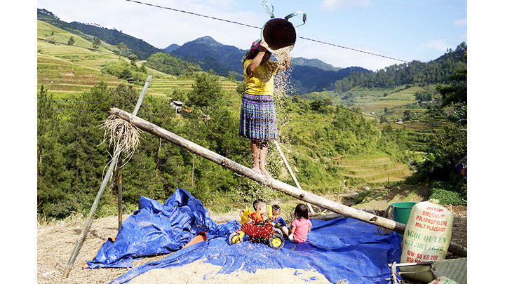 Rê thóc ở bản. Gặt lúa trên nương cao -0