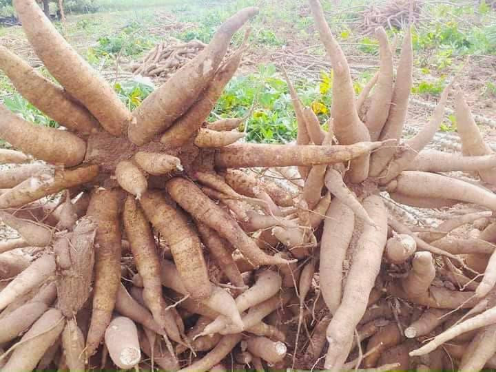 Cây sắn ở Phú Yên (Ảnh: Trình Kế). Tạo chuỗi giá trị cho sắn -0