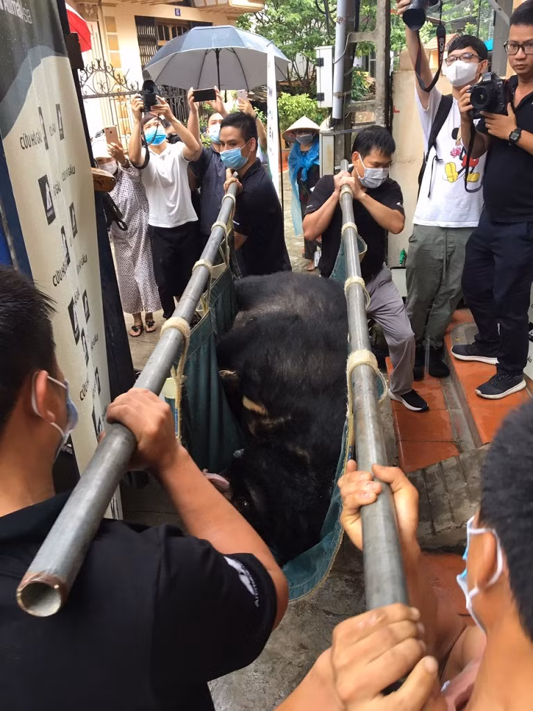 Ba cá thể gấu bị nuôi nhốt cuối cùng ở Lạng Sơn được về trung tâm cứu hộ -0