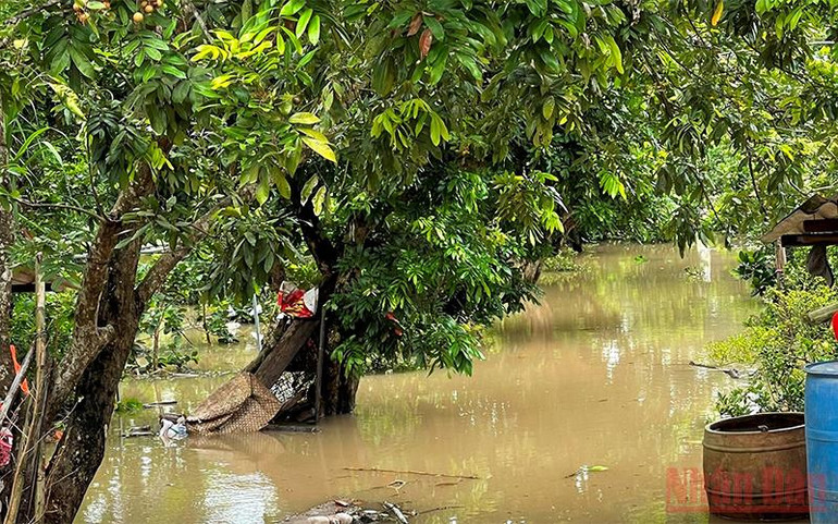 Một số vườn cây ăn quả bị ngập do sạt lở làm nước tràn vào bên trong. Sạt lở bờ sông cuốn trôi nhà cửa, ngập vườn cây ăn quả tại Bến Tre -0