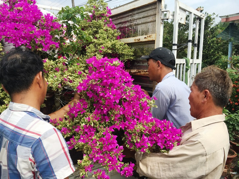 Làng hoa, cây kiểng Bến Tre hối hả đón Tết -0