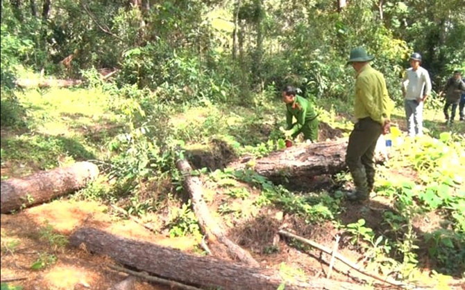 Xác định các đối tượng cưa hạ hàng loạt cây thông rừng phòng hộ -0