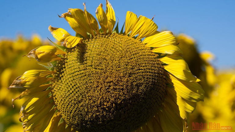 Thăm đồng hướng dương Nga -1