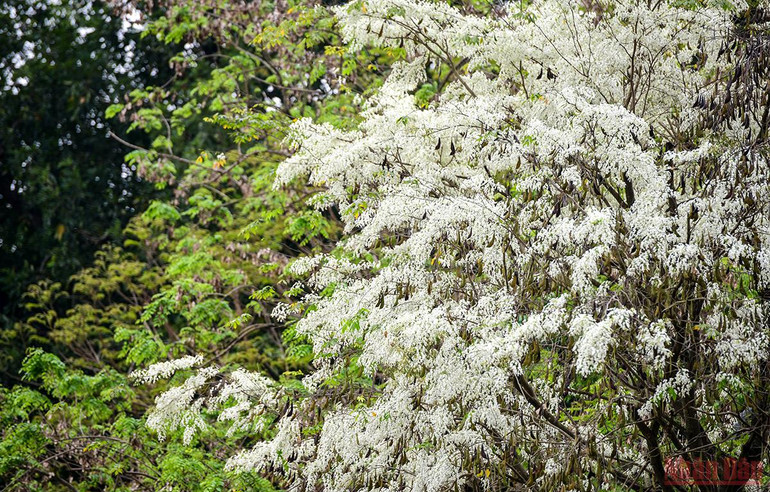 Hà Nội rực rỡ mùa hoa tháng 3 -0