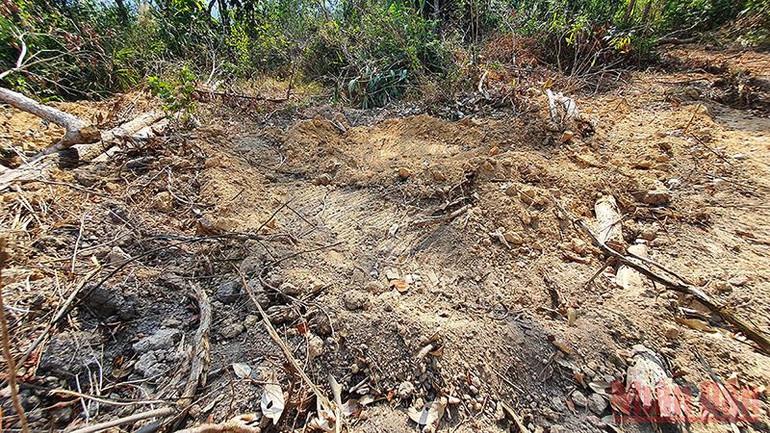 Lực lượng bảo vệ rừng… phá rừng?! -0