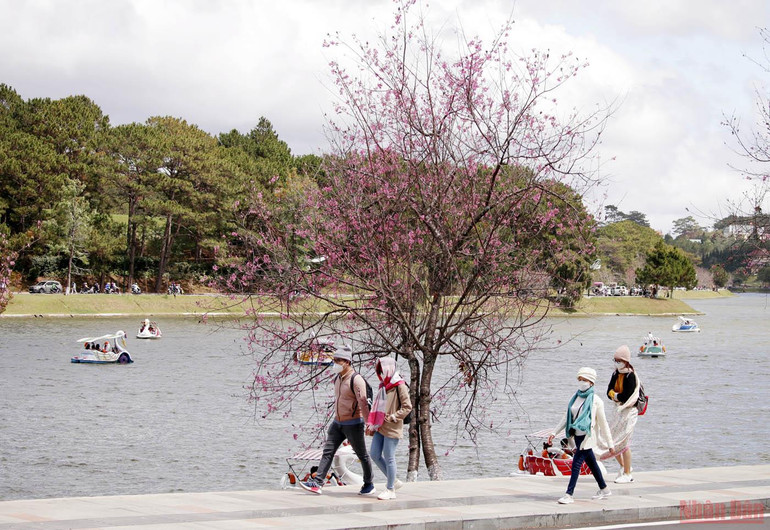 Đà Lạt nồng nàn sắc xuân -0