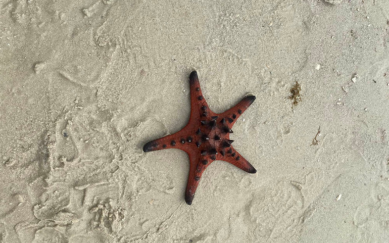 Mục sở thị “vương quốc sao biển” ở Phú Quốc ảnh 7