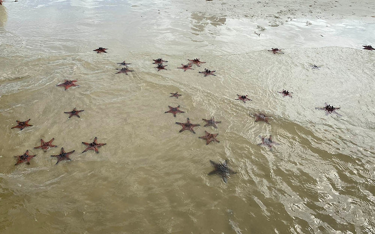 Mục sở thị “vương quốc sao biển” ở Phú Quốc ảnh 20