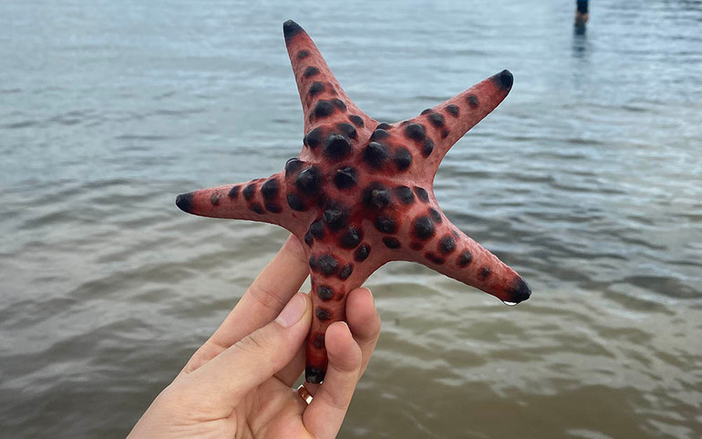 Mục sở thị “vương quốc sao biển” ở Phú Quốc ảnh 12