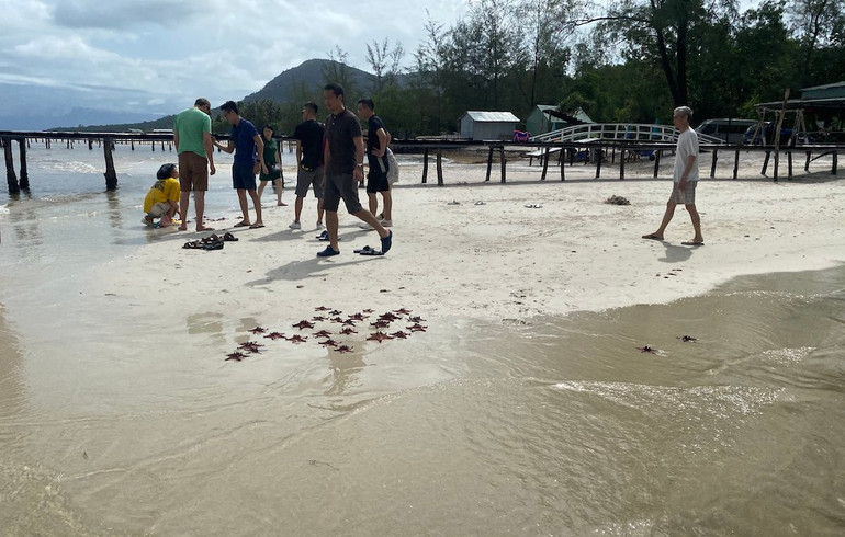 Mục sở thị “vương quốc sao biển” ở Phú Quốc ảnh 5