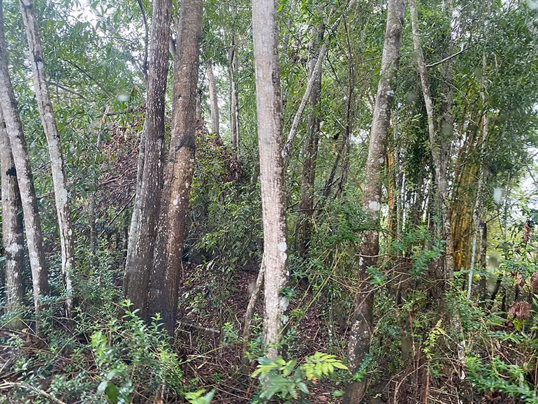 Mục sở thị “vương quốc sao biển” ở Phú Quốc ảnh 3