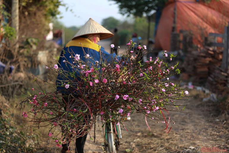 Người dân làng Nhật Tân tất bật tuốt lá đào chờ đón Tết Nguyên đán -0