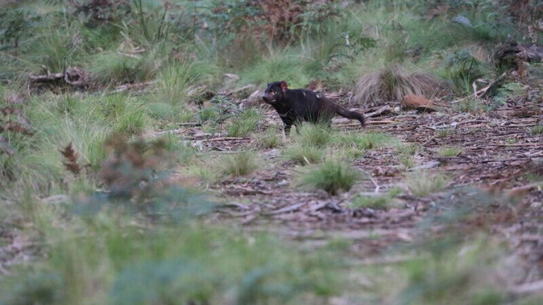 Quỷ Tasmania lần đầu tiên được thả về rừng sau 3.000 năm -0