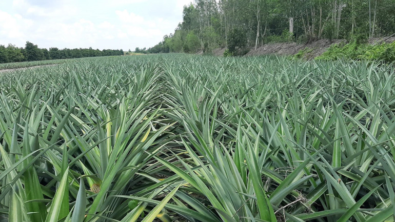 Nhà khoa học gốc Việt biến lá dứa vô dụng thành chất vật liệu aerogel vô giá -0
