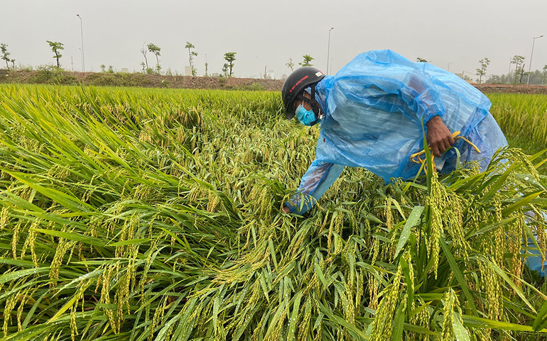 Quảng Ngãi cấm tàu, thuyền ra biển hoạt động từ 15 giờ ngày 1/4 -0